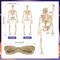 16 Pcs Halloween Mini Skeleton Figurine Decoration,6”Halloween posable Skeleton Decor,Small Plastic Skeleton Figure for Halloween Spooky Home Decor Haunted House Decorations Party Favors